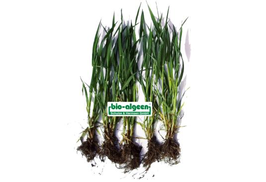 Vergleich: Weizen ohne und mit »bio-algeen«